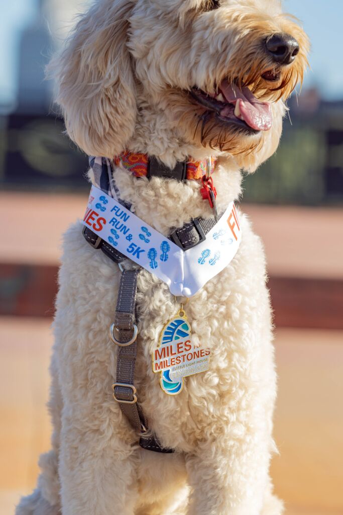 A Golden Doodle wearing a medal for completing a 5k run.