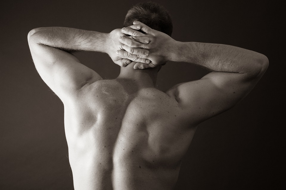 muscular human torso back