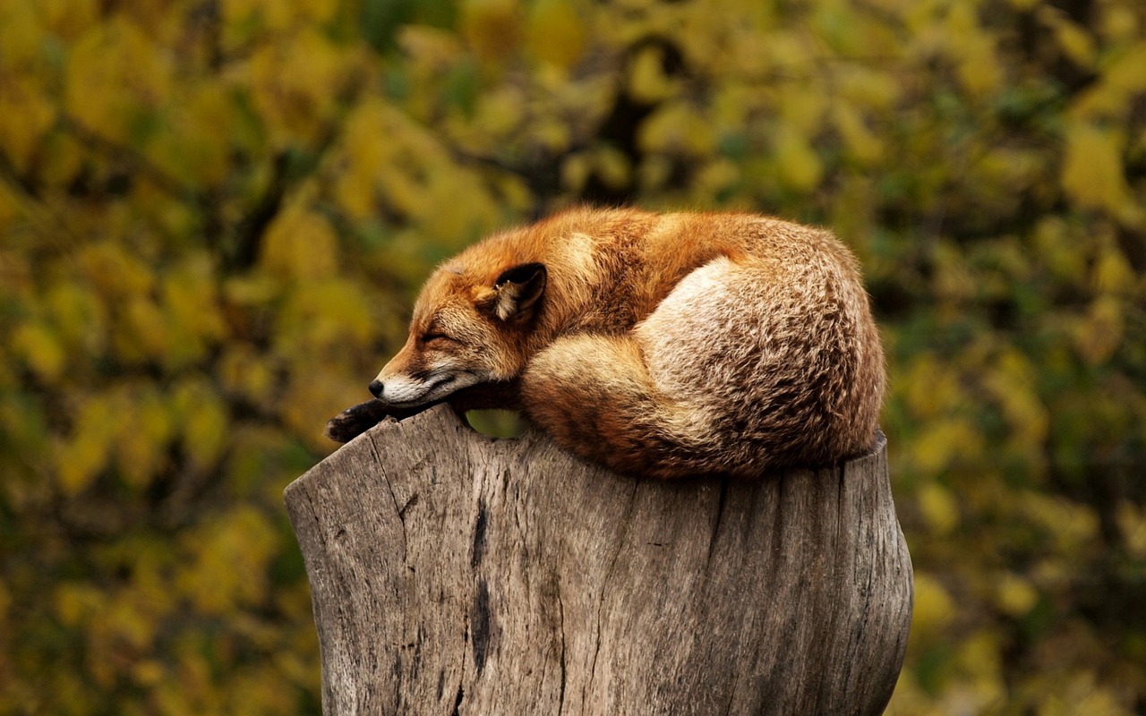 fox sleeping on top of a cut down tree