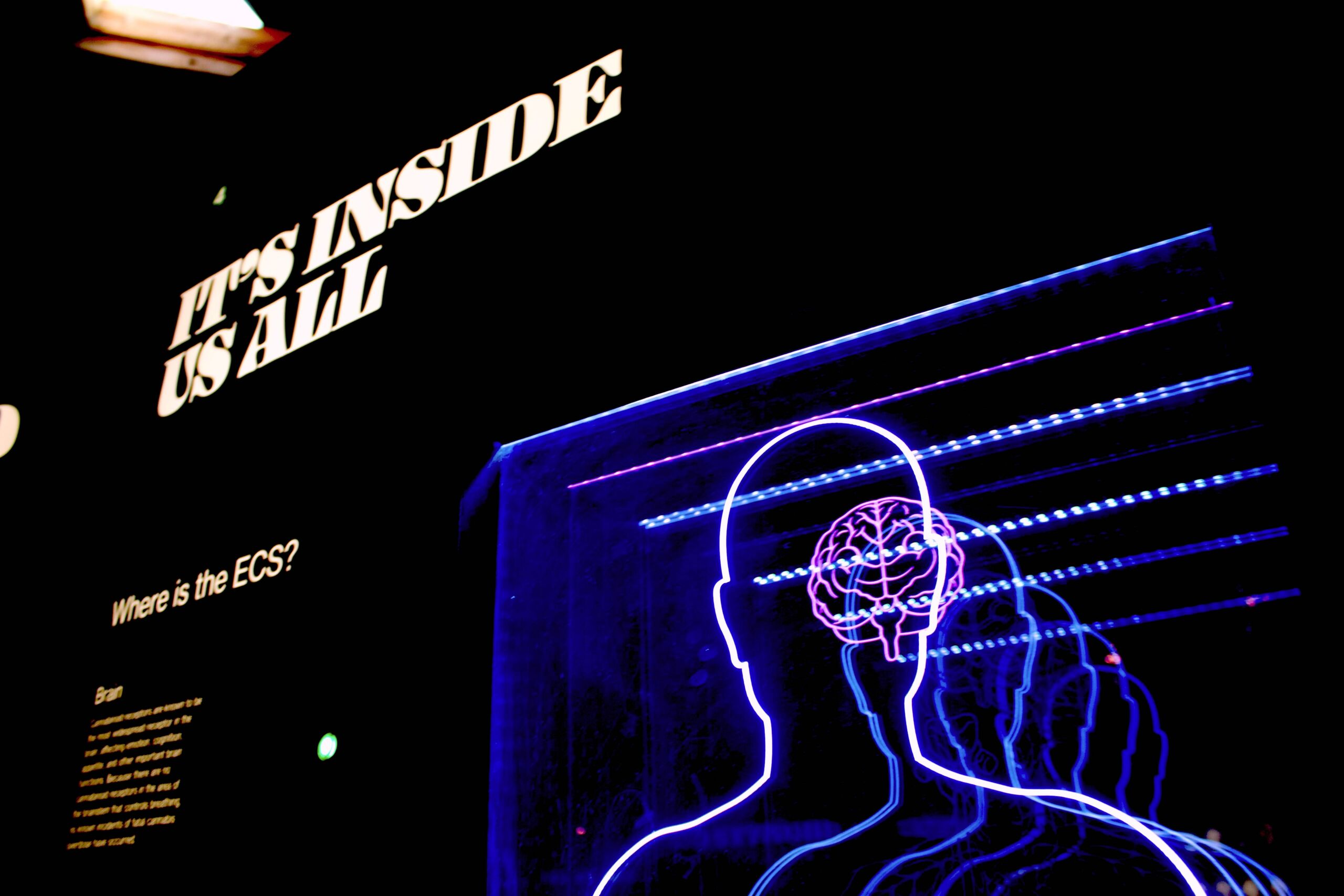 picture of human brain with text "its inside us all"