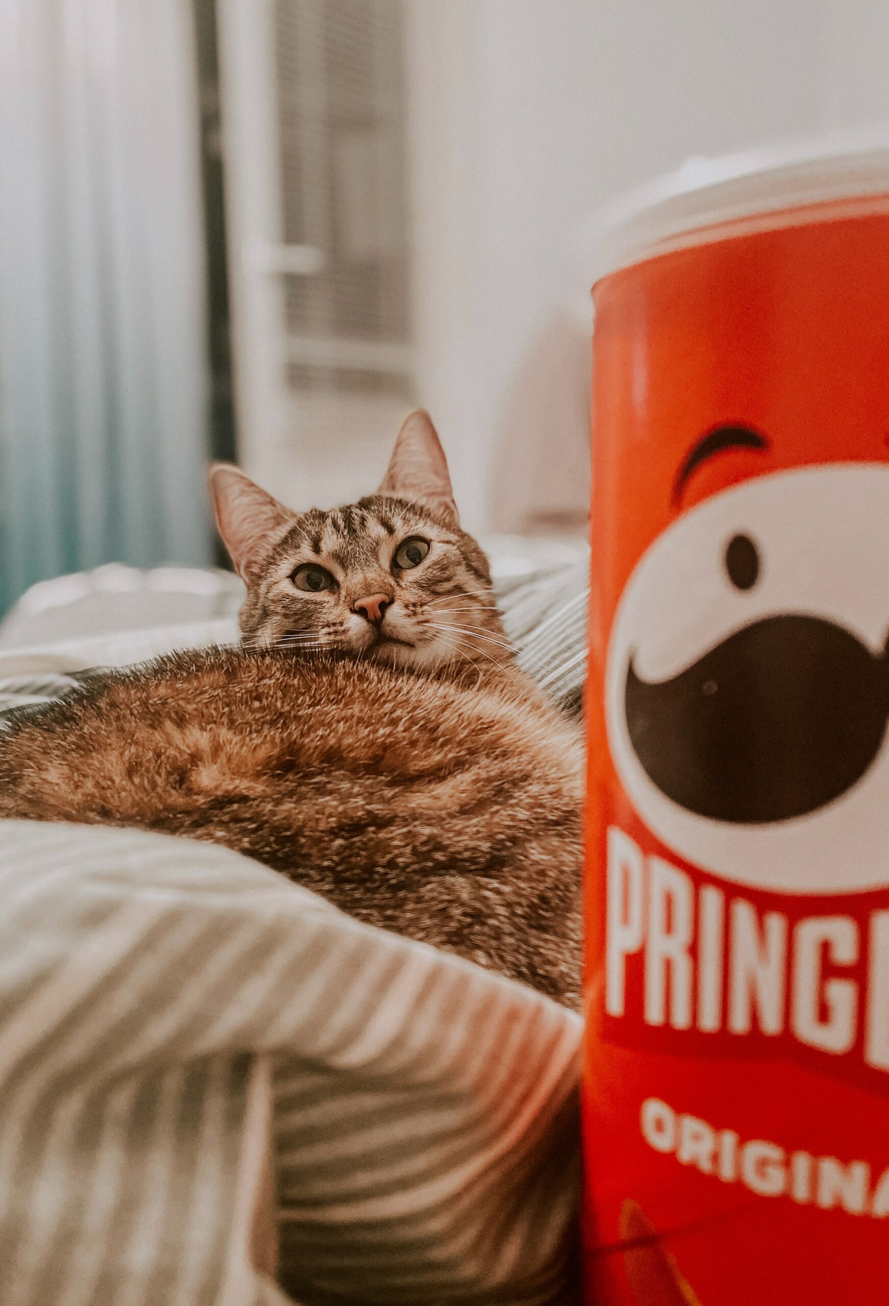 cat laying down on a bed looking at a pringles can