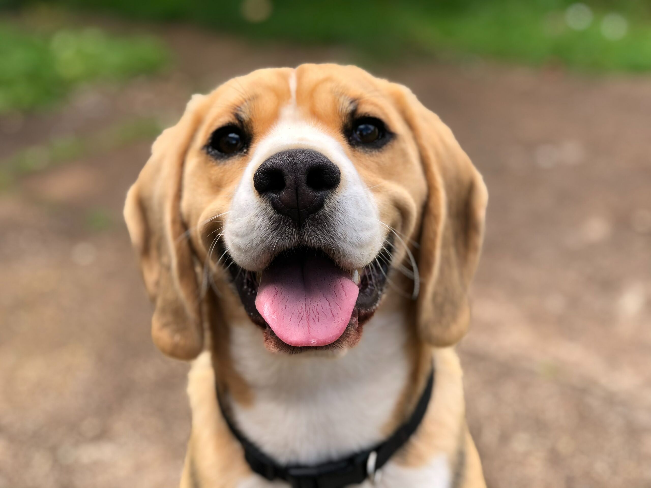 dog that is smiling and happy